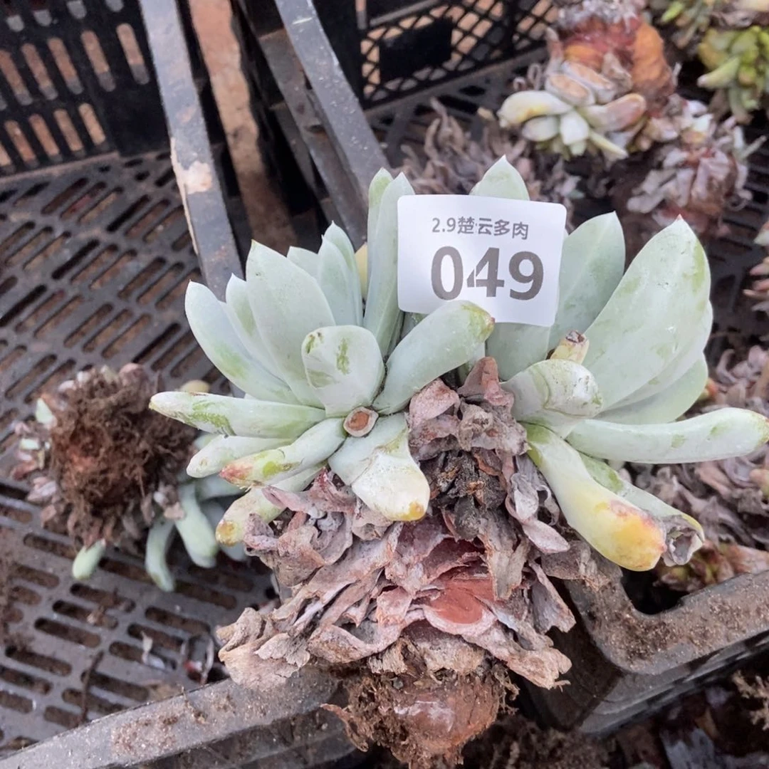 049多肉植物片啦啦啦