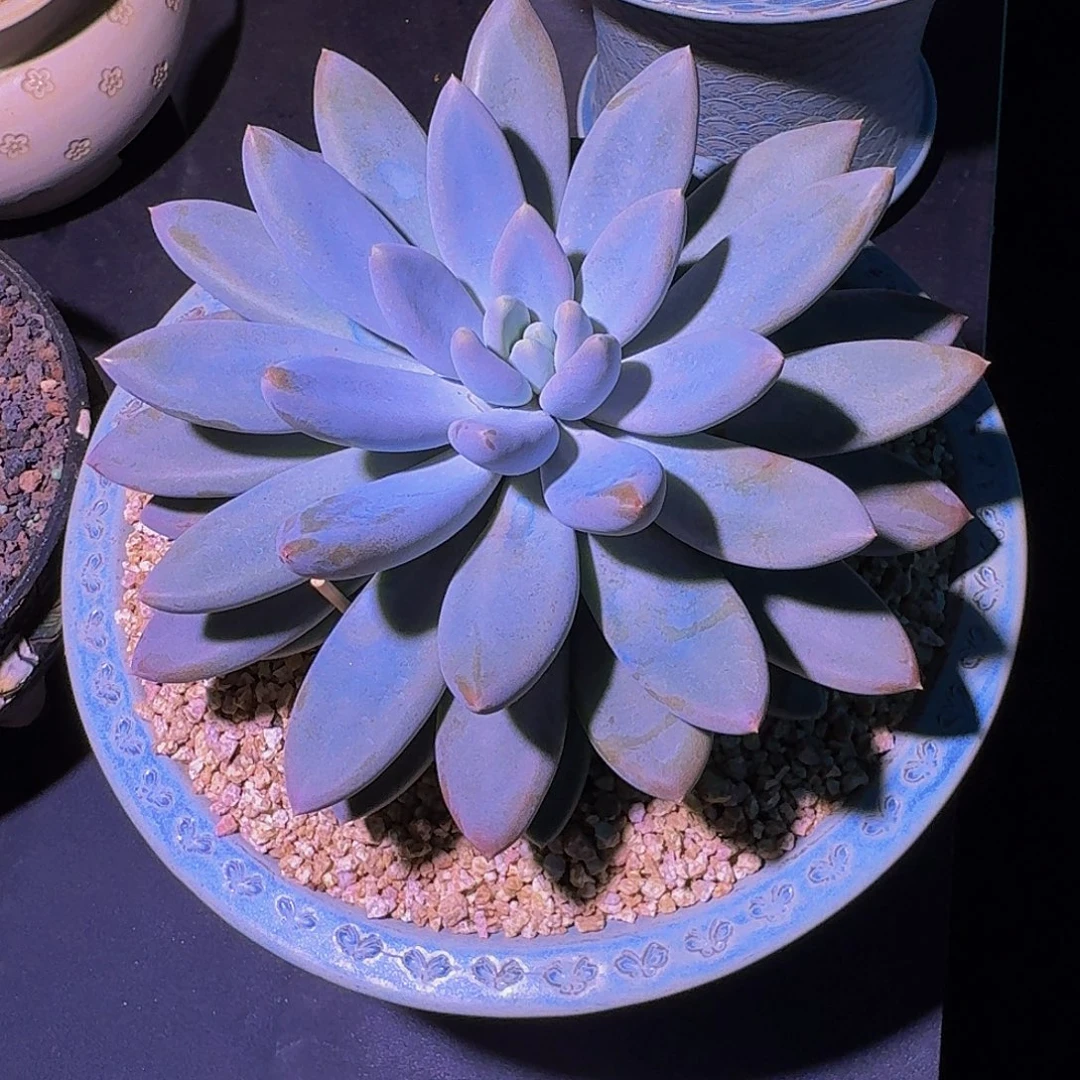 黄胖体 哥特 单头 23cm