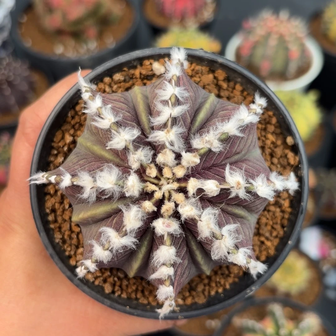 泰系米哈实生仙人球160