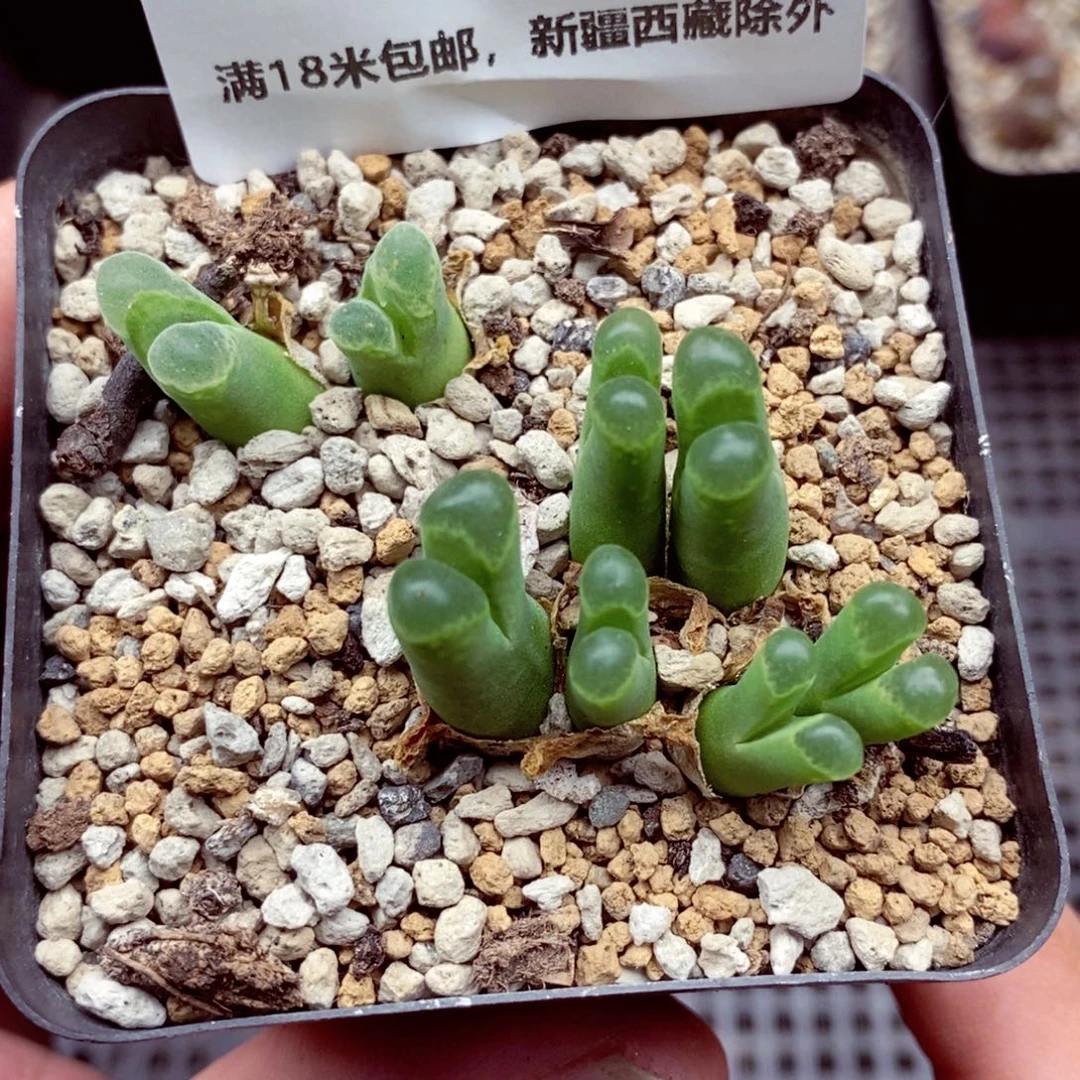 4949。