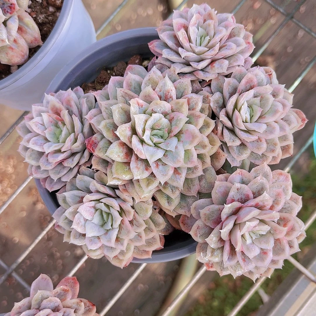 泡泡纱14公分9999999999