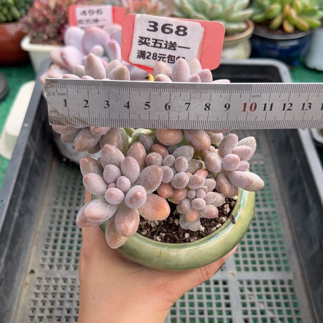 表妹精品多肉植物368.