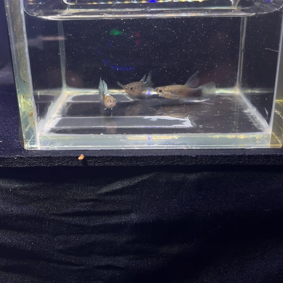 孔雀鱼蓝礼服孔雀鱼14