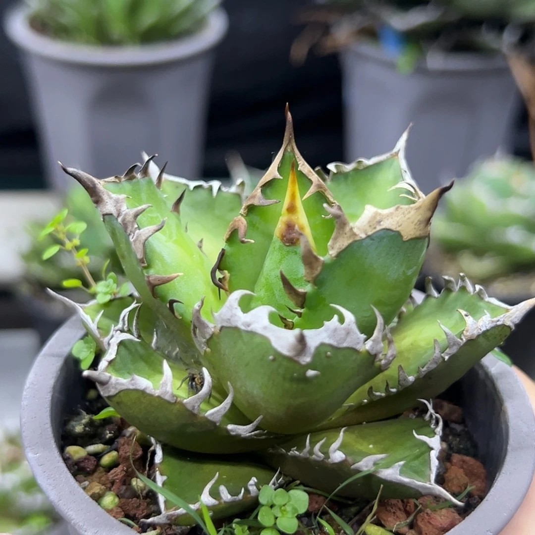 小***雄龙舌兰红猫一物一拍