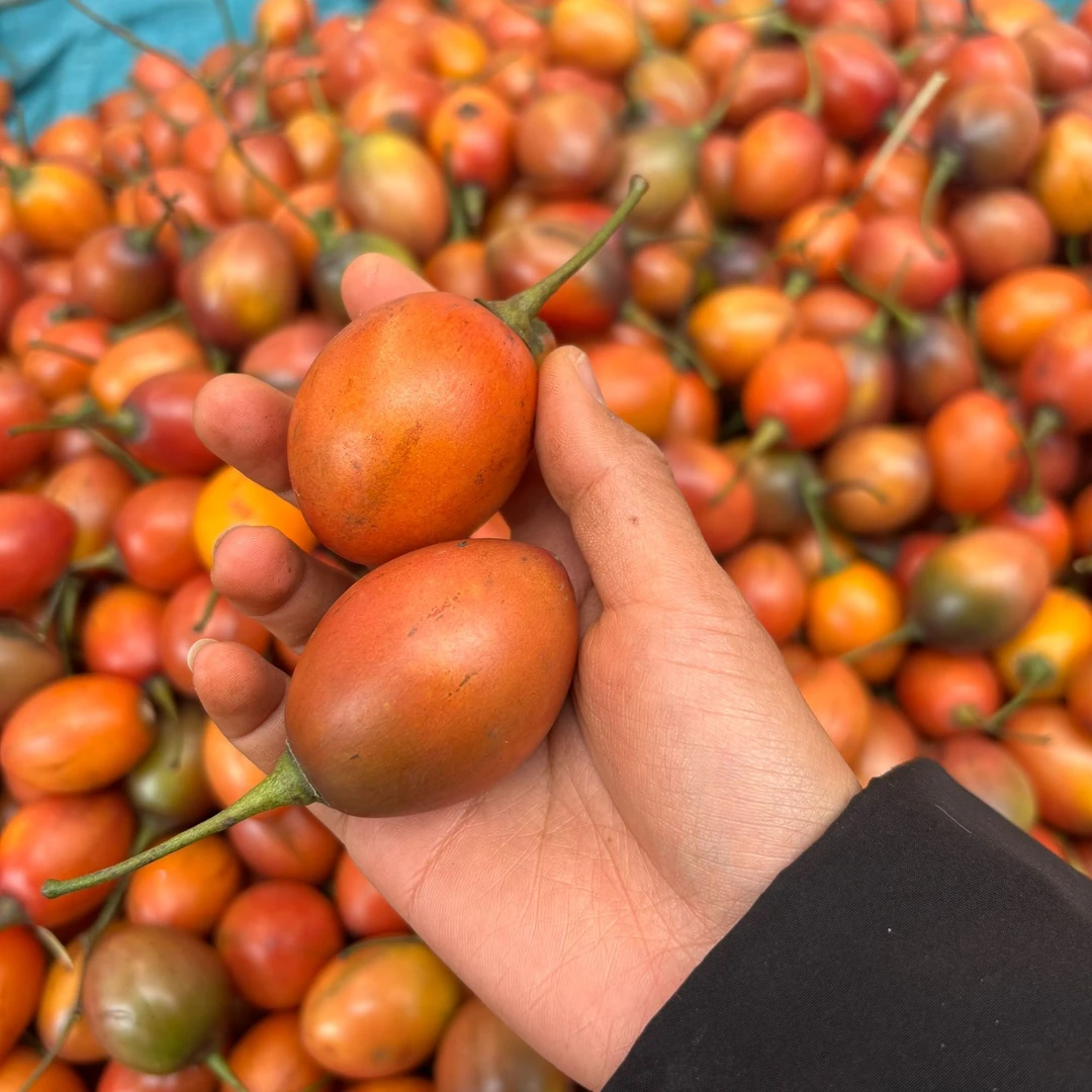 树番茄/云南洋酸茄大树番茄稀有水果