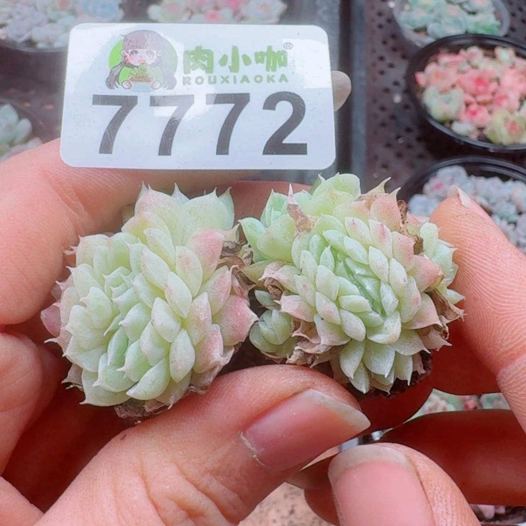 暖***5多肉植物多肉植物