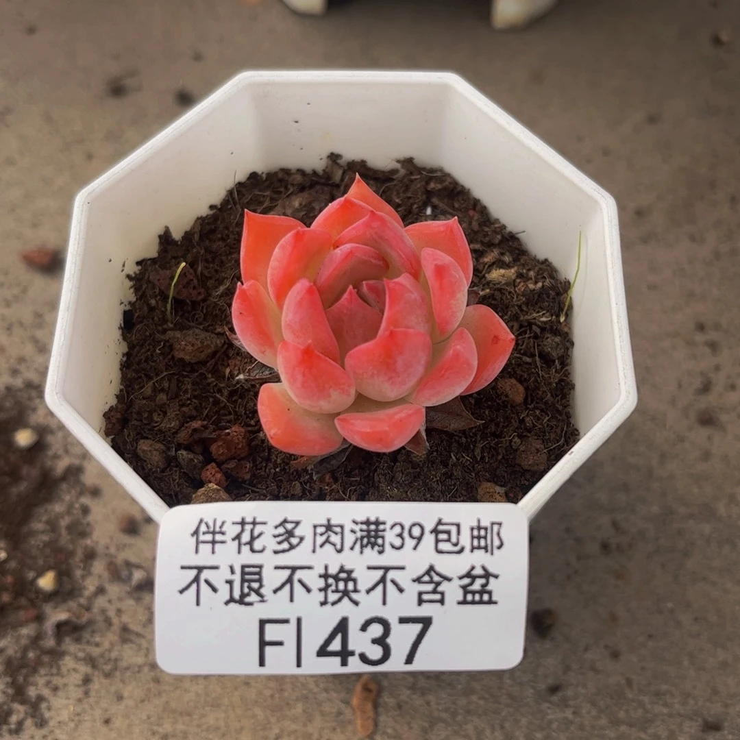 437-法兰西玫瑰多肉2cm