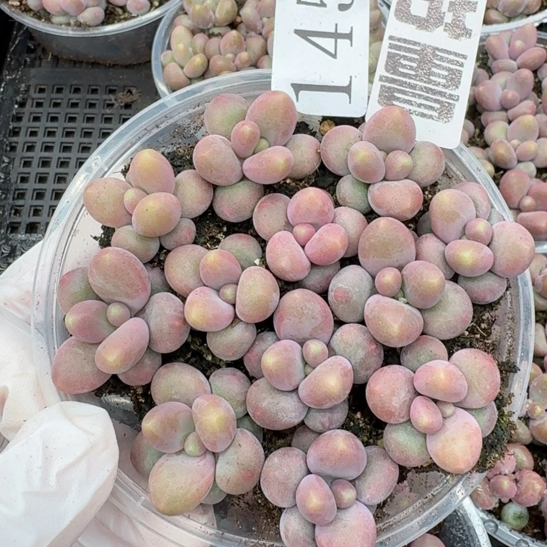 多肉植物多肉植物145量拍咖啡奶