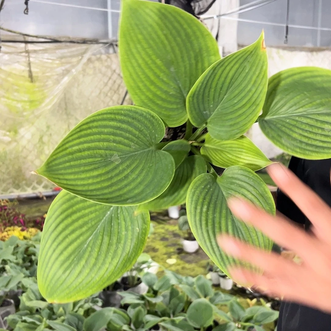 蓝精灵玉簪8.8一颗包邮