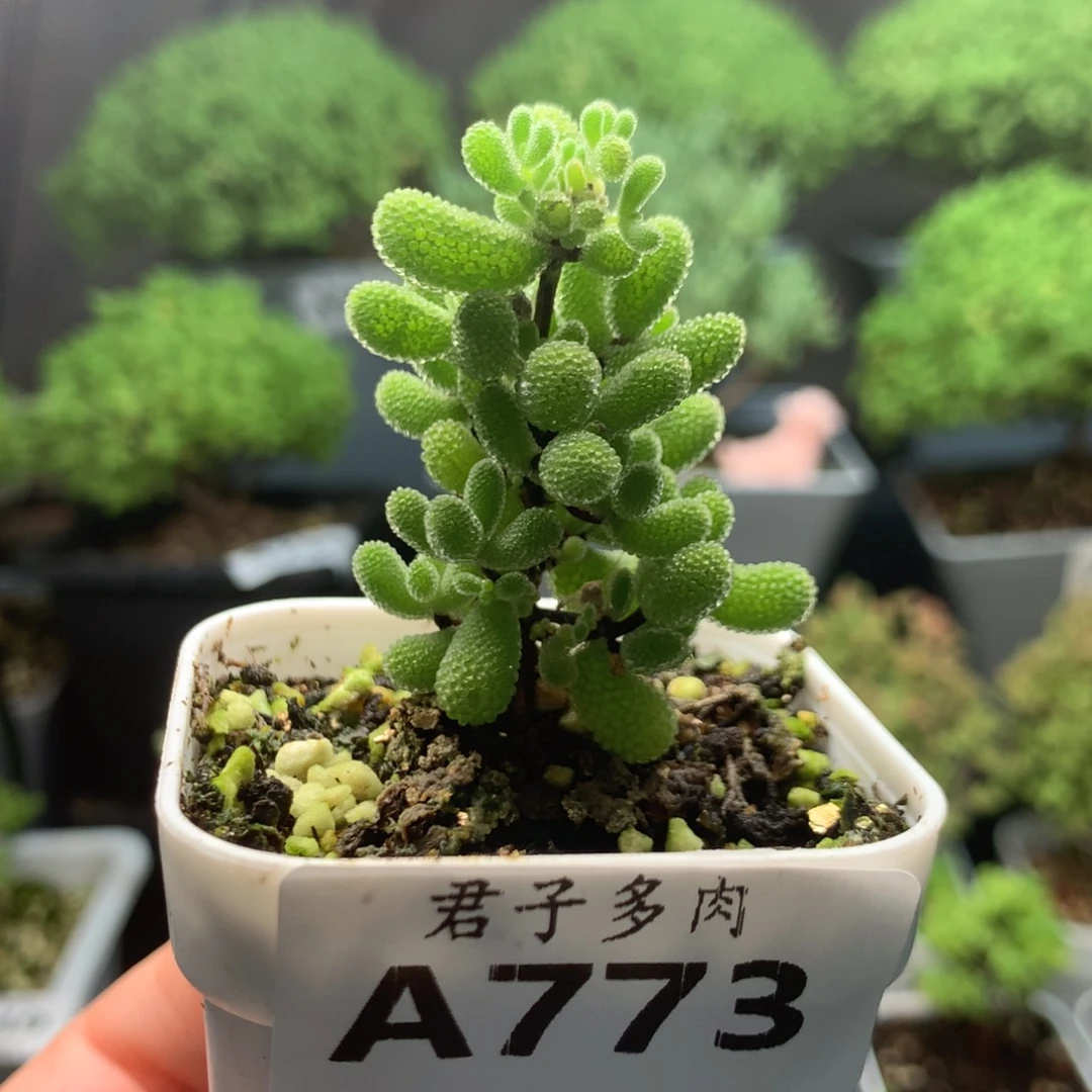 773翡翠。