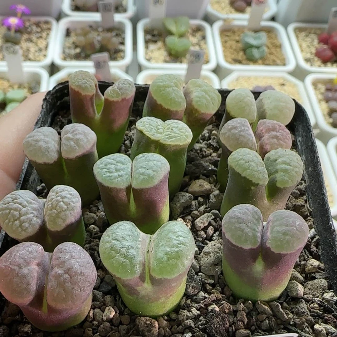 【闪购商品】16595