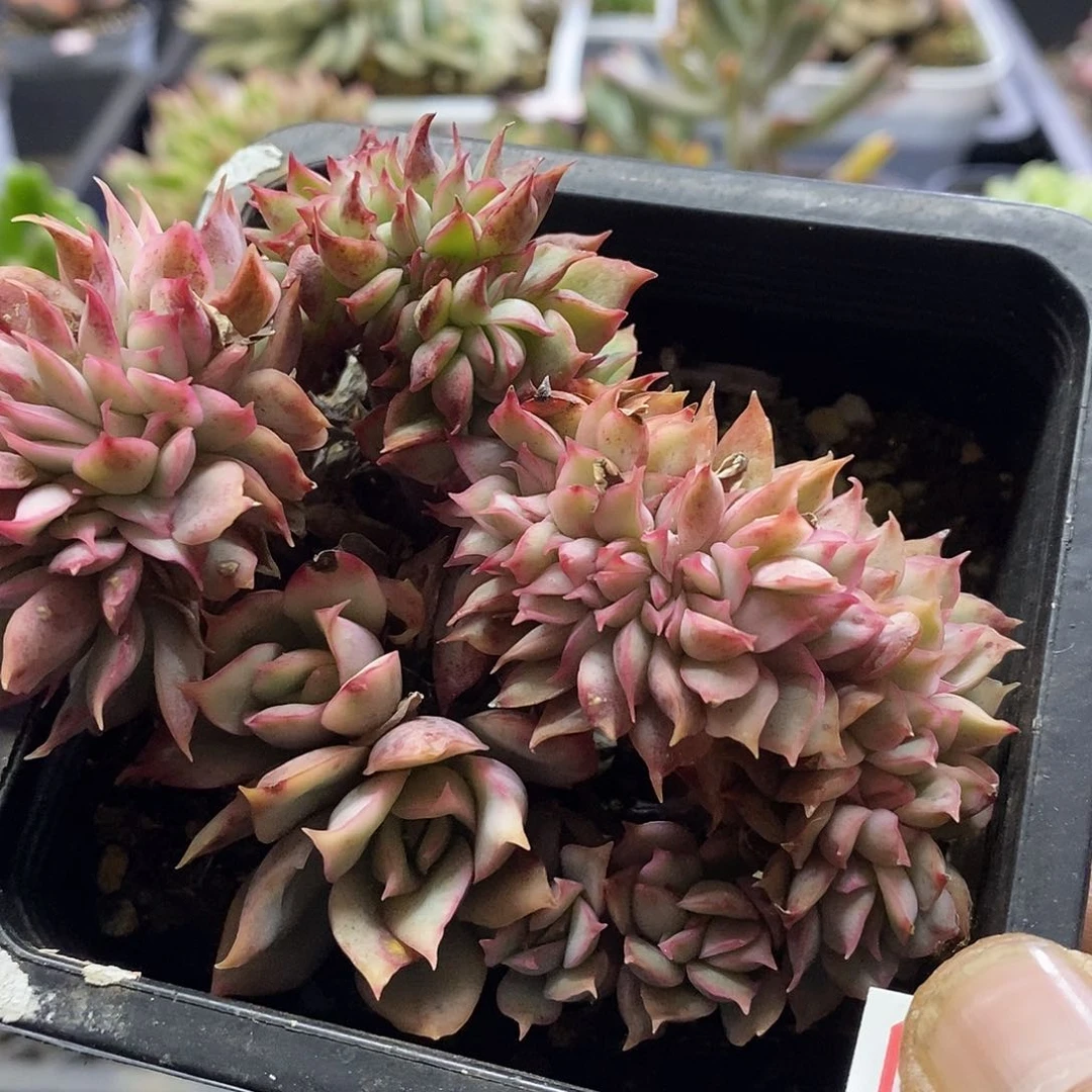 09146月光女神锦缀多肉