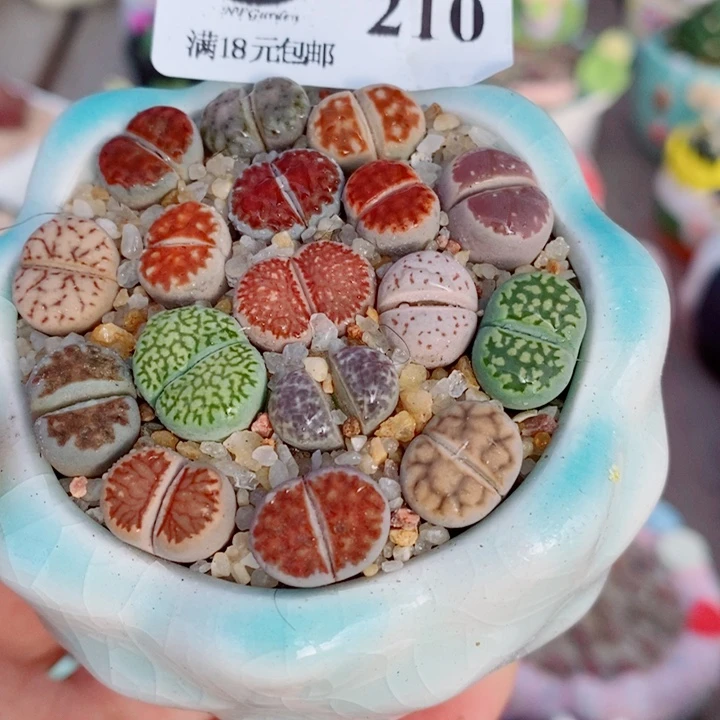 生石花花花花开了207210