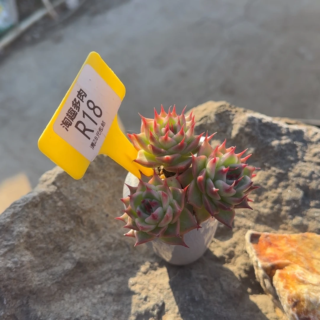 多肉植物民18年出生