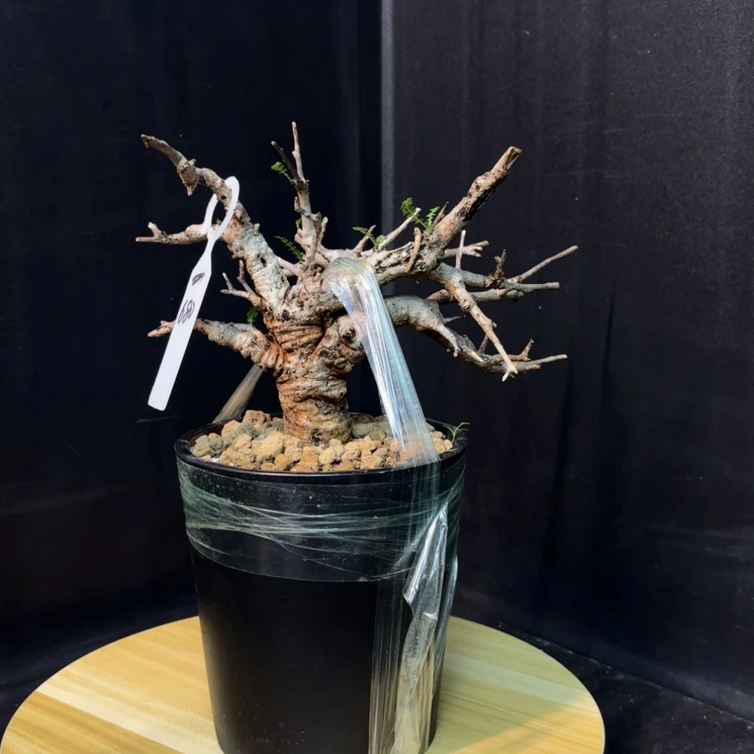 尼勒达乳香产地福利