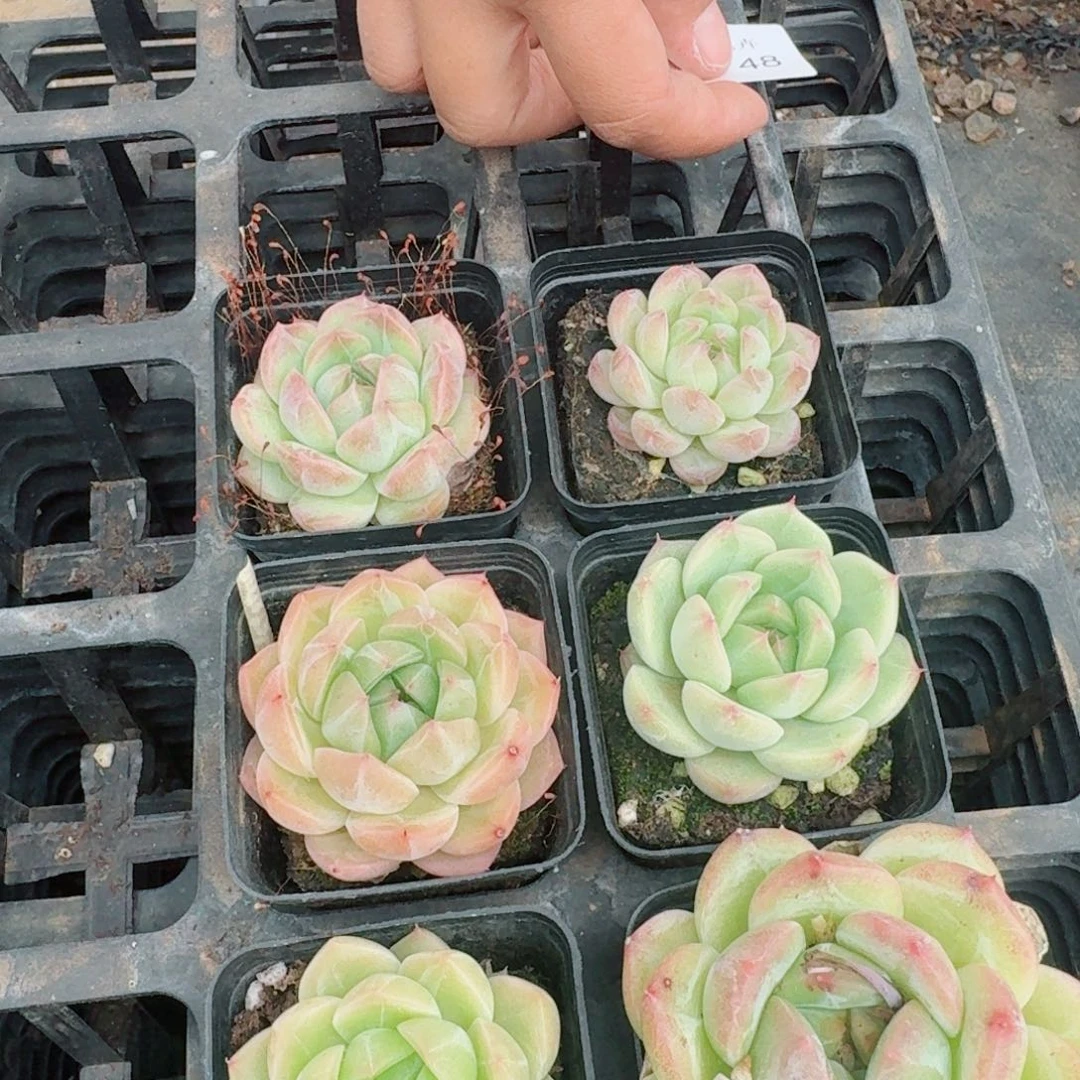 带纹路珍妮六颗量拍(发货过程纹路可能擦掉)15-48