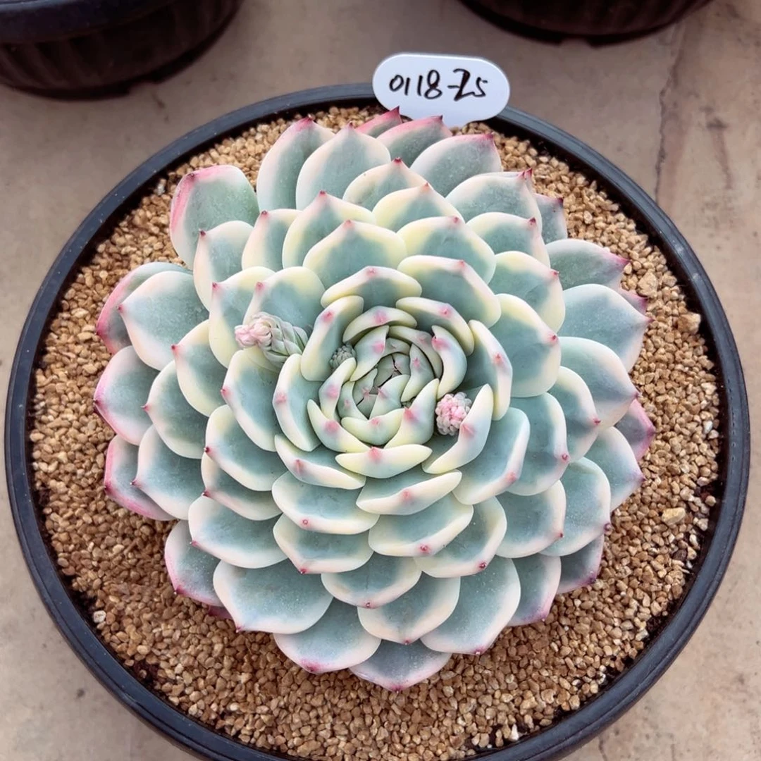 芣**一0118-25吉娃娃锦母本