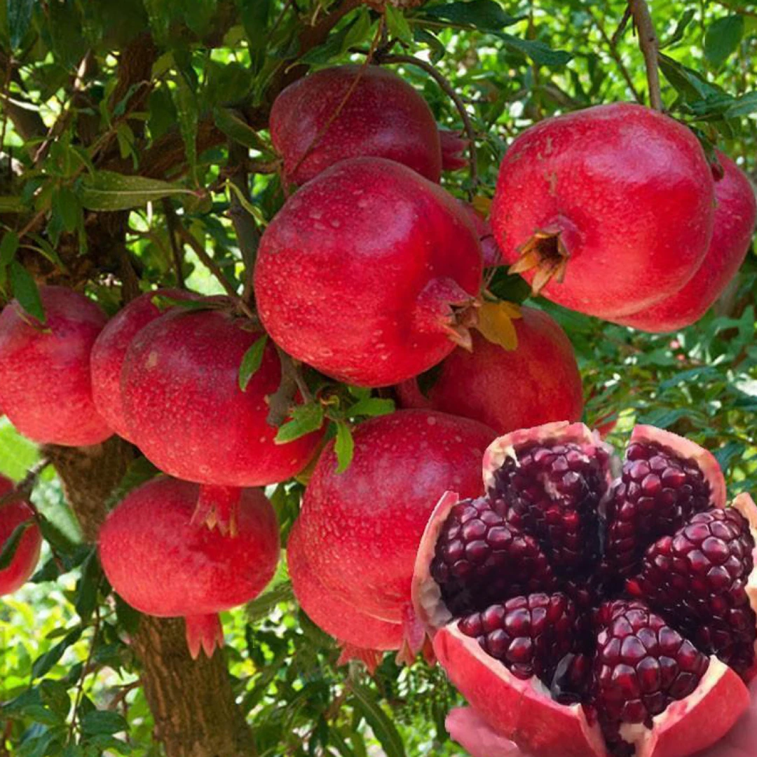 大果樱桃甜石榴水果树苗南北方种植石榴树果树庭院打卡果苗