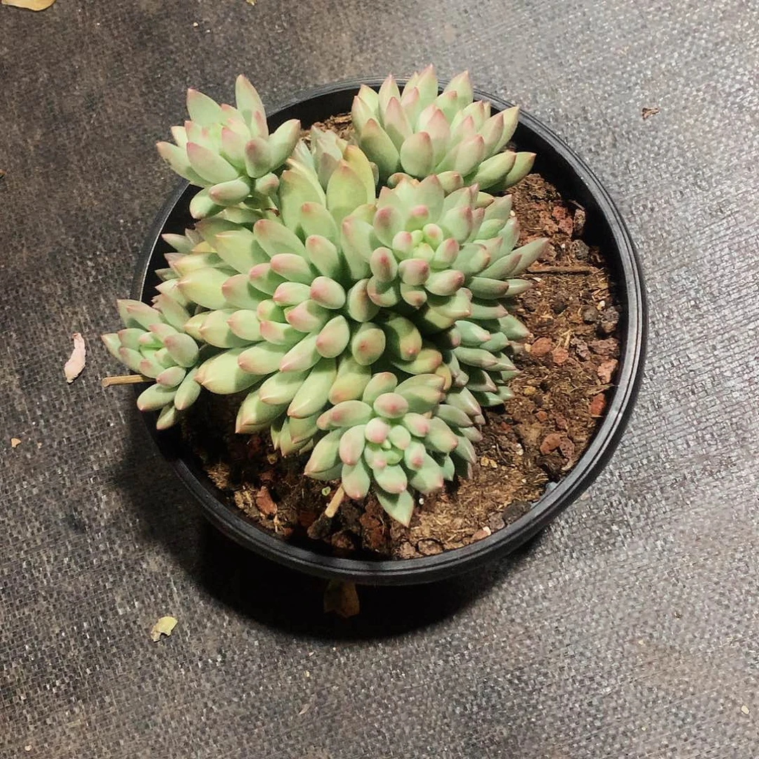 多肉植物多肉植物