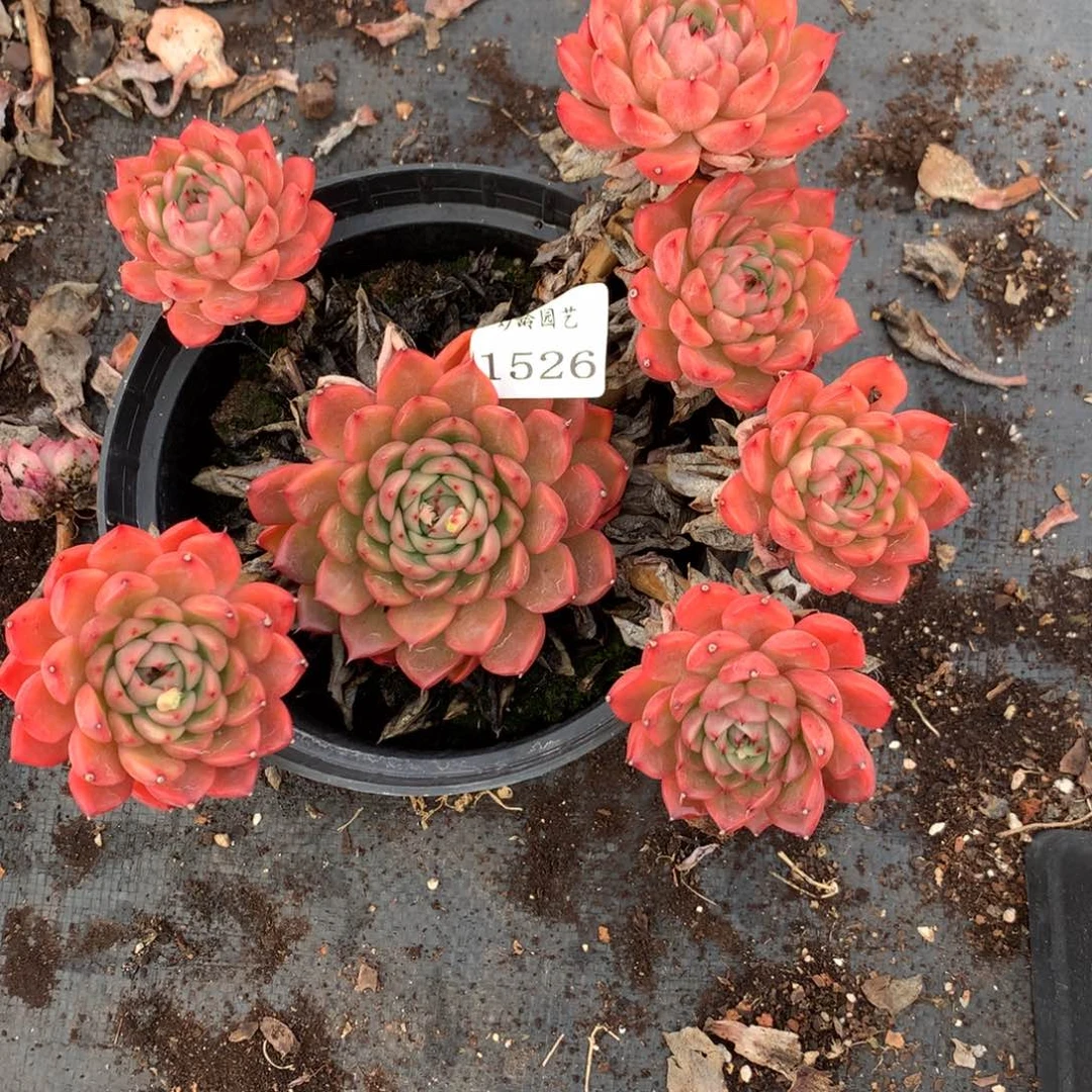 奇**术1526不包掉头整散特价