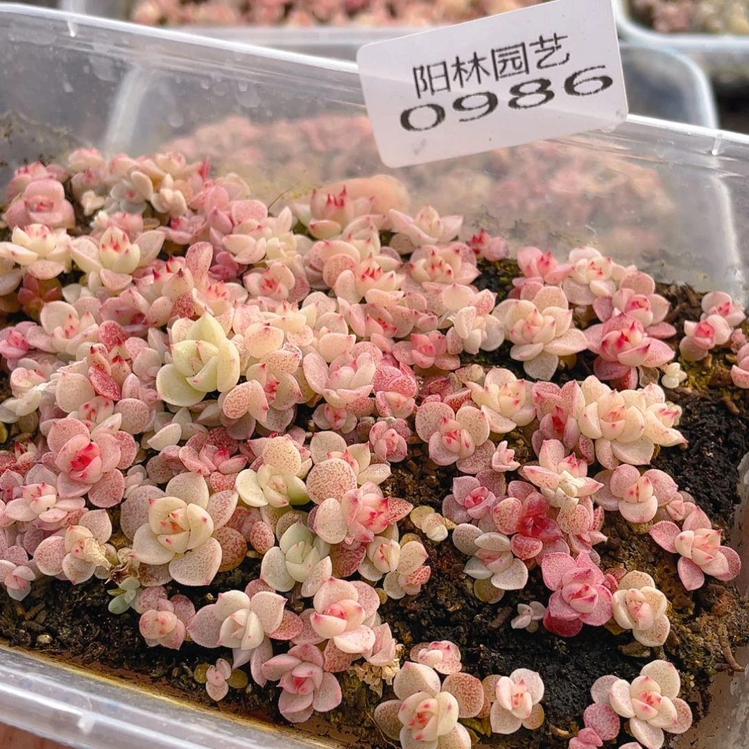 多肉植物多肉植物986