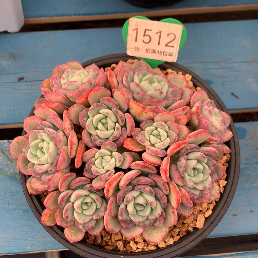 千山雪老桩平头1512