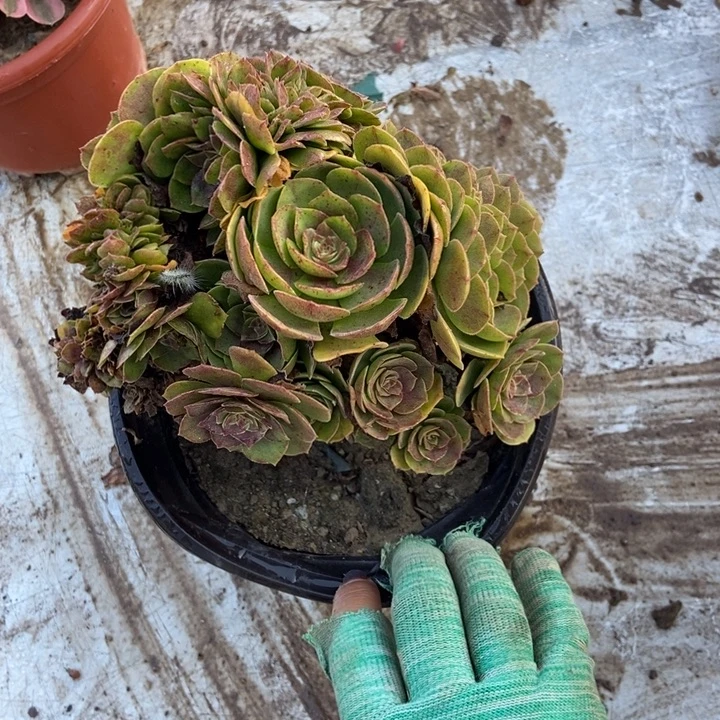 陶***品094万缀化老桩老桩老桩
