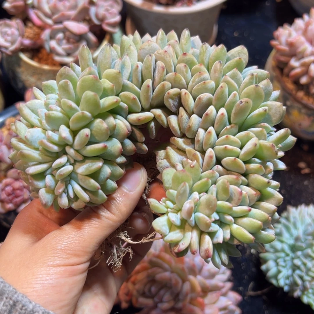 新年快乐 新年快乐