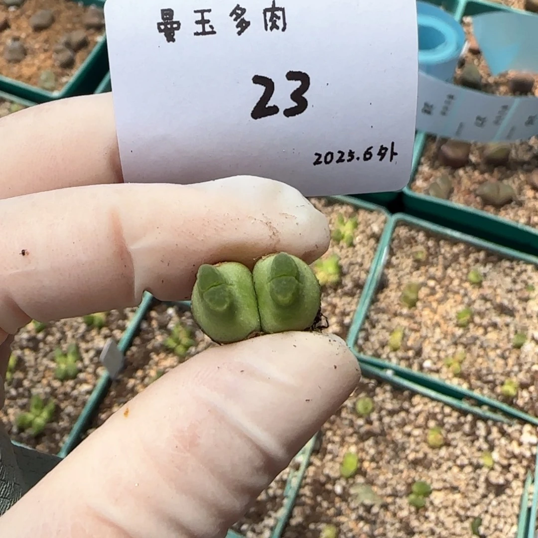大**白多肉多肉多肉6.3-023