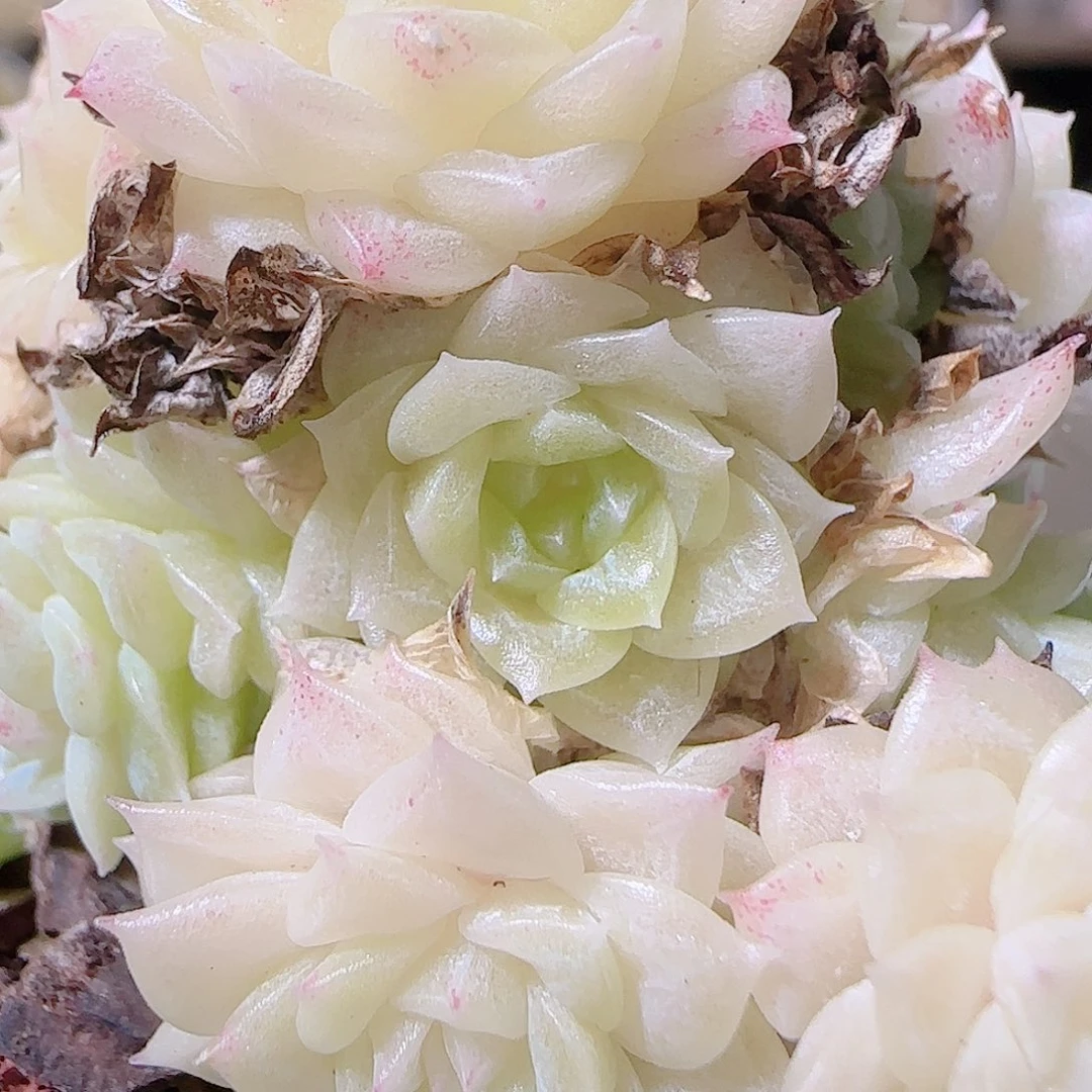 花语逸镜1120-187散