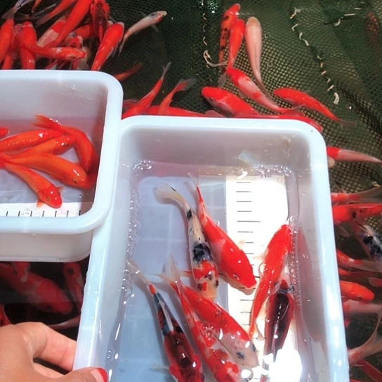 海水鱼自家渔场，各种锦鲤