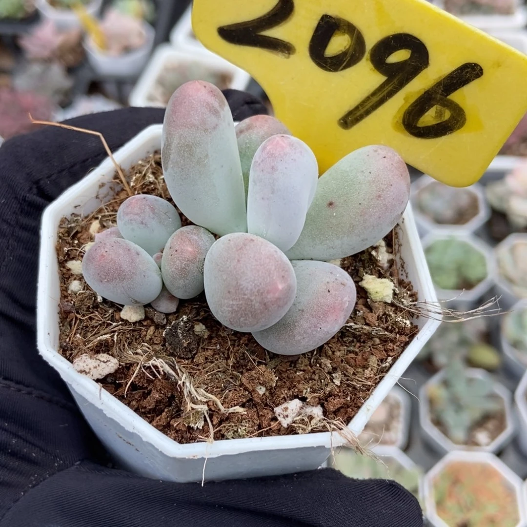 2096米可奶多肉植物