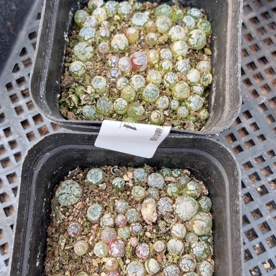 【闪购商品】174 年终收官