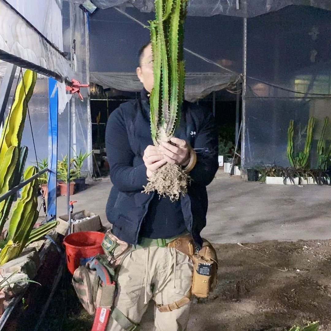 绿龙骨高度70厘米以上