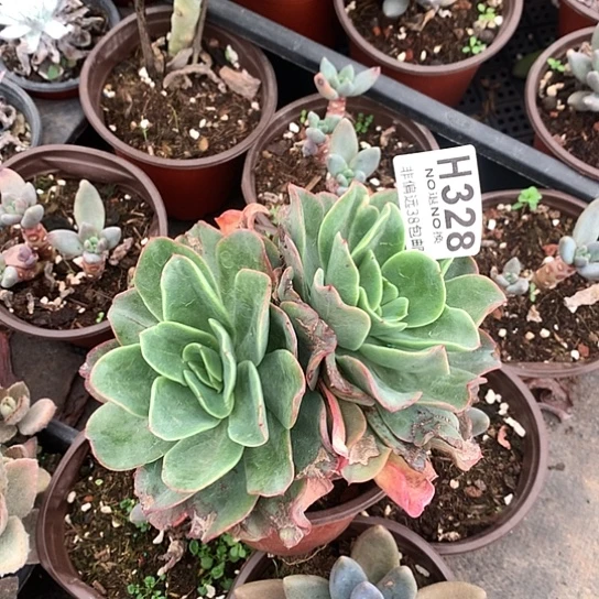 美宽杂包菜328 全场亏本处理退款拉黑7/8天发货