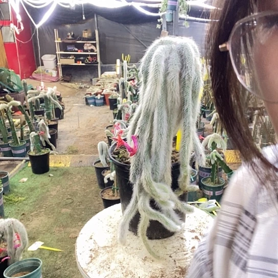 9282脱土发货无售后