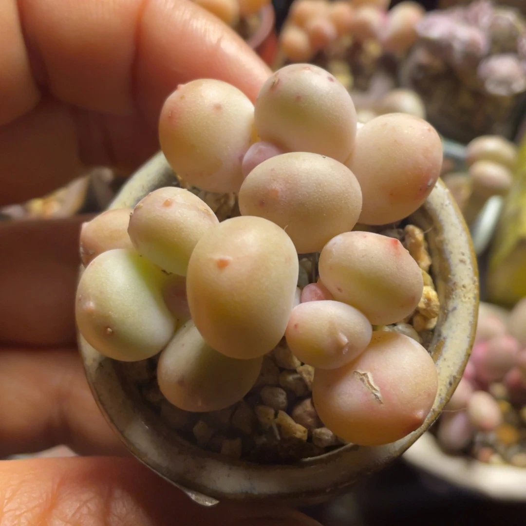 韩国正版蛋黄奶三个