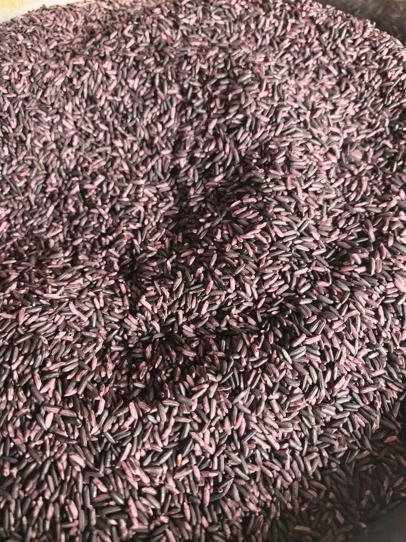 云南高山农家紫糯米