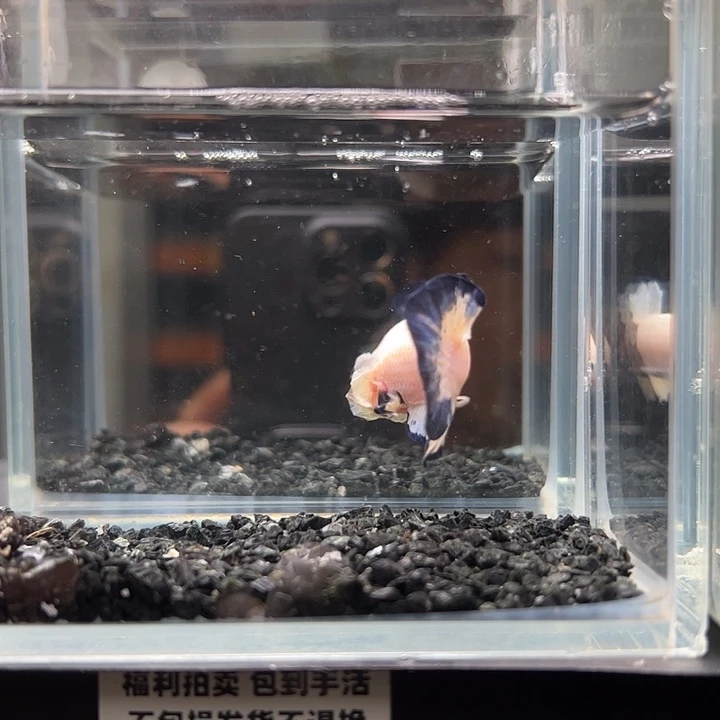 斗鱼竞拍跑单拉黑24日32