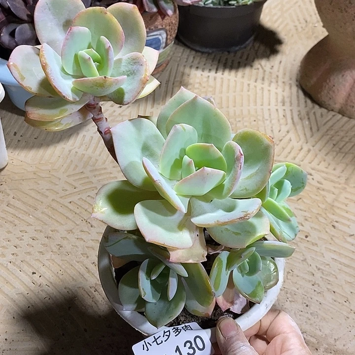 小七夕多肉白凤130