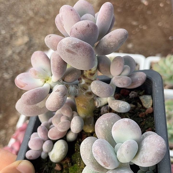 一物一拍满18包邮