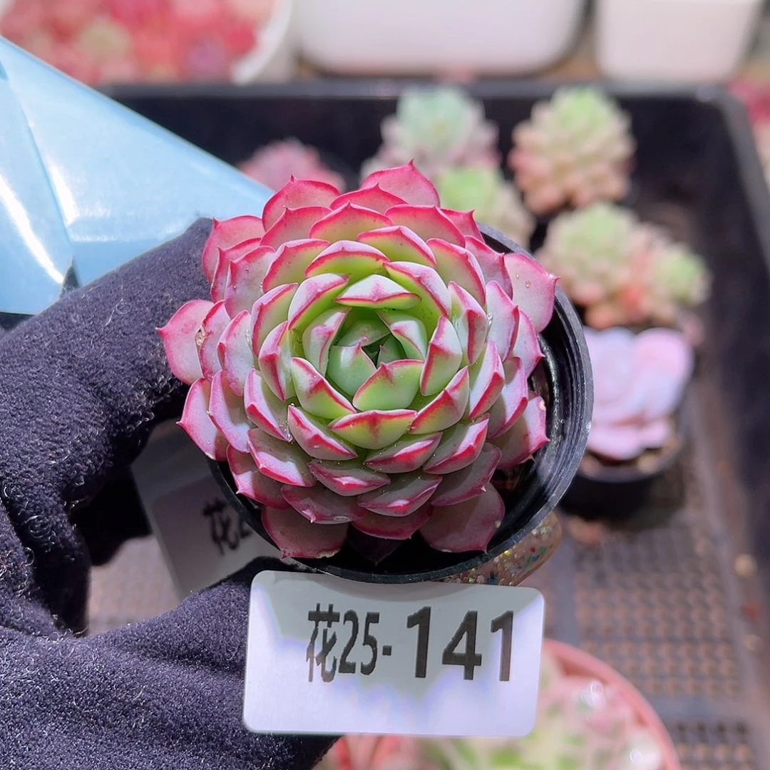 花利美25-141桃花雨