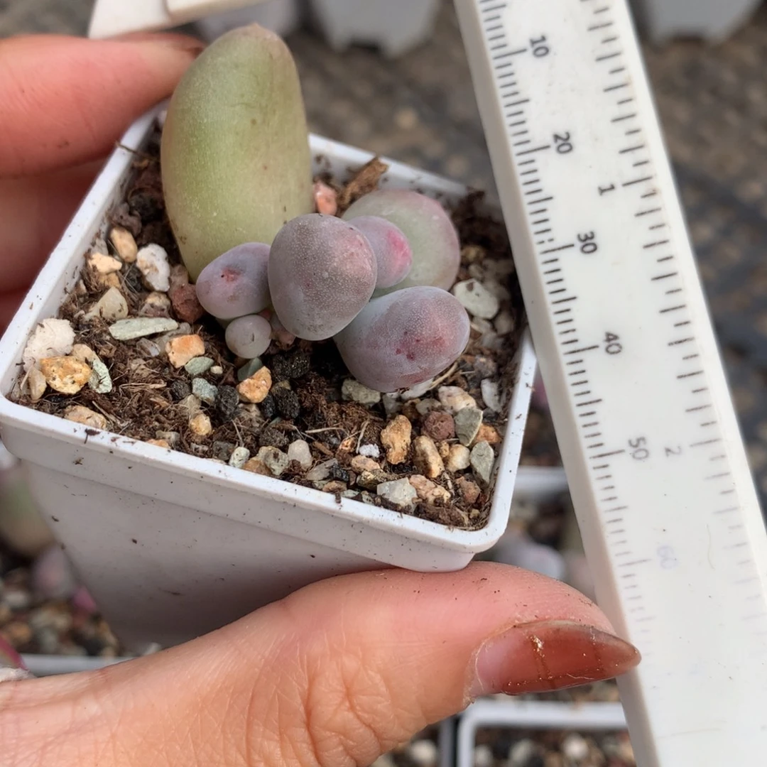 米可奶精品韩国奶酪多肉