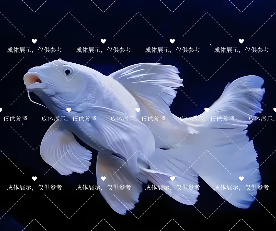 8-10公分精品白色圆头顺背短身好养蝴蝶龙鲤观赏鱼大鳍大尾淡水鱼