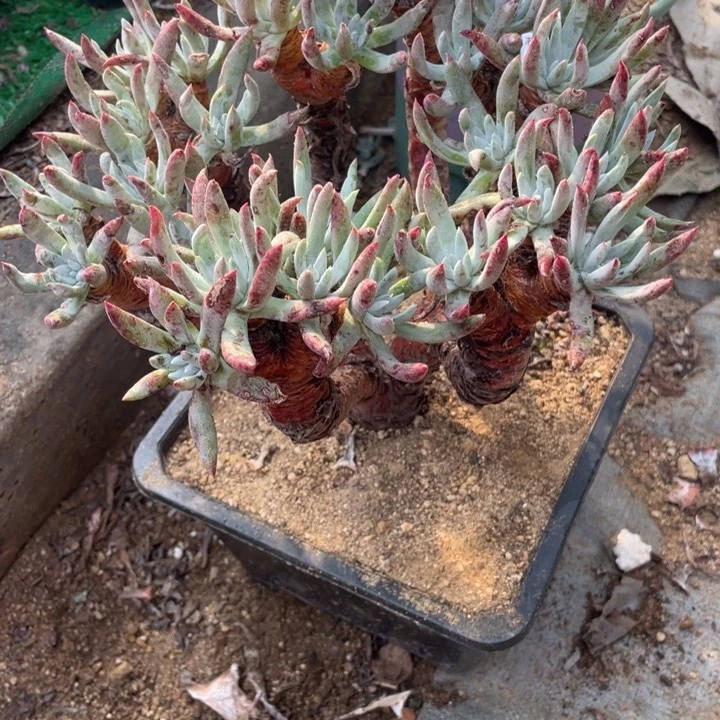 501号莫然一多肉