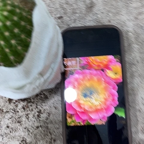 大满贯毛花，高5-8公分左右