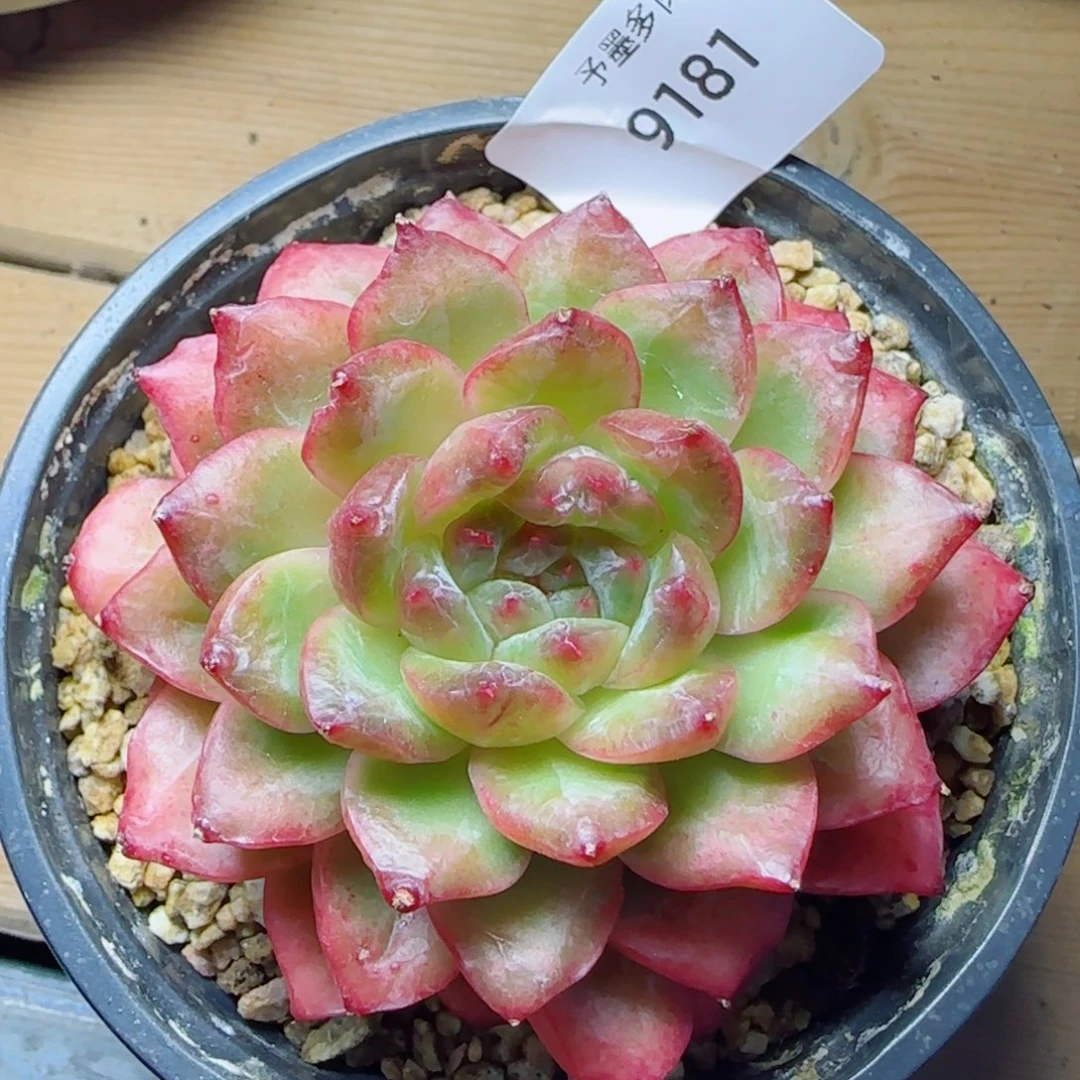 绿光，9181多肉植物