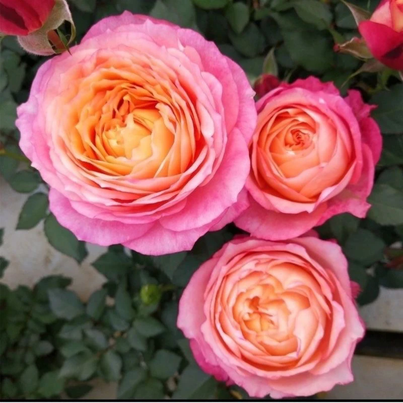 【大花美人】月季一盆多颗四季开花勤花 抗病耐热耐寒阳台盆栽花园