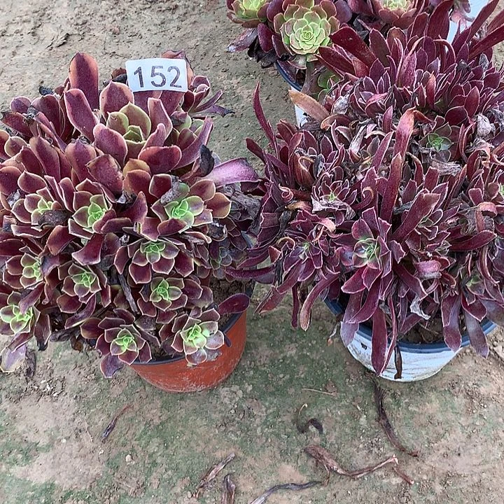 无花朵影*152欧嘉莉➕蒙娜丽莎多肉植物