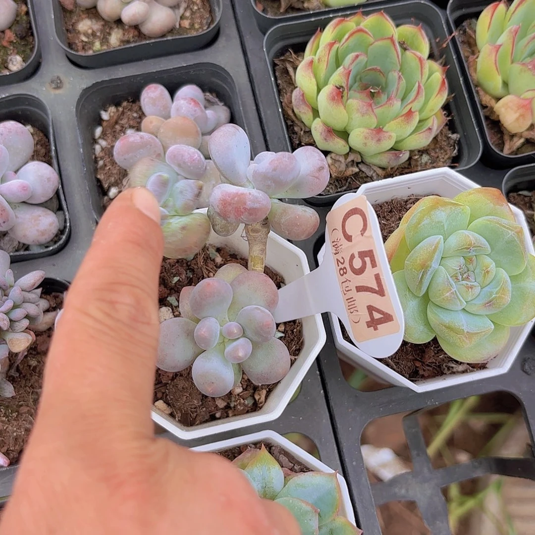 爱***）C574一物一拍嚏喷一物一拍
